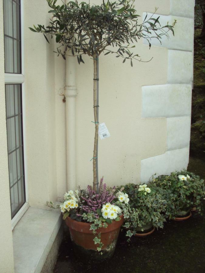 Woodlands Bed and Breakfast Looe Zewnętrze zdjęcie